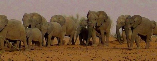 Massacre des éléphants du gourma : Ça suffit !