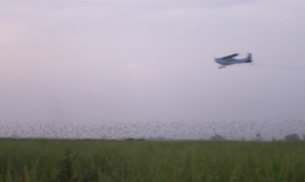 Apparition des oiseaux granivores a Nioro du Sahel : "Il y a plus de peur que de mal " dixit le directeur de l'Office de Protection des Végétaux