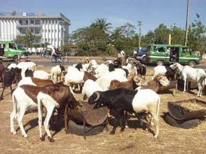 Mouton de fête :  Mouton masqué.