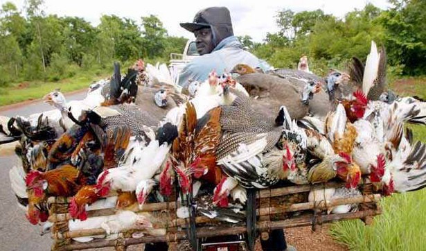 Missabougou : Deux mineurs arrêtés pour vols de poulets