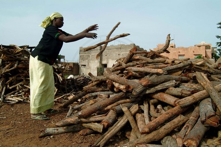 La Banque mondiale plaide pour une plus grande efficacité dans la lutte contre la déforestation