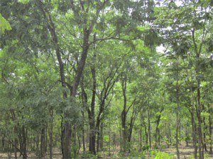 Lutte contre la déforestation à Kéniéba : Le président de Wassa-Ton veut faire le policier !