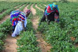 Le ministère de l’agriculture et le PAM soutiennent la transformation du niébé pour une nutrition améliorée et un développement accru de l’agriculture