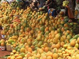 Exportation de la mangue :  La DNA restitue les résultats de l’audit des structures