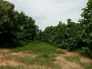 Saignée des forêts classées : Le Directeur régional des eaux et forêts de Bamako tire sur la sonnette d’alarme