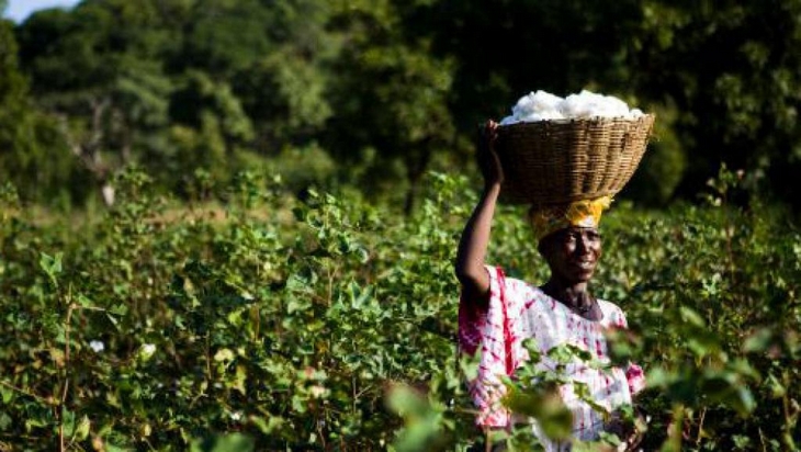 Les producteurs de coton en crise au Mali