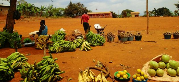 Fédération des Organisations des producteurs de la  banane au Mali :  Des mesures prises contre les grossistes pour soulager les consommateurs