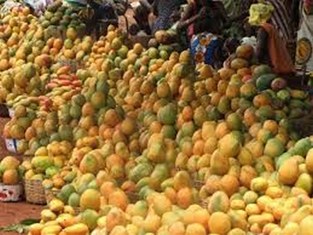 Commercialisation de la mangue : La filière a rapporté à l’économie nationale  plus de 15 milliards de F CFA