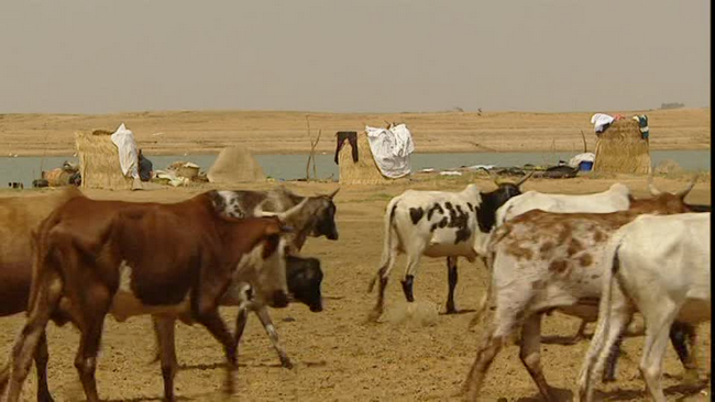 Mali-Mauritanie-Sénégal : Vers la fluidification du commerce du bétail