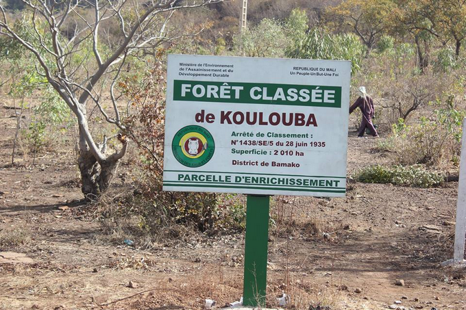 Environnement : Une opération commando pour sauver la forêt classée de Koulouba