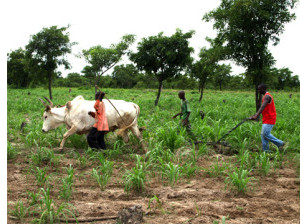 L’Agriculture, notre seul espoir