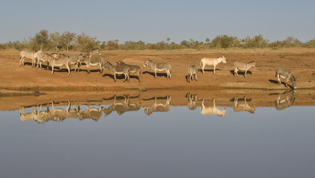 Communiqué du gouvernement de la transition sur l’attaque de Bandiagara