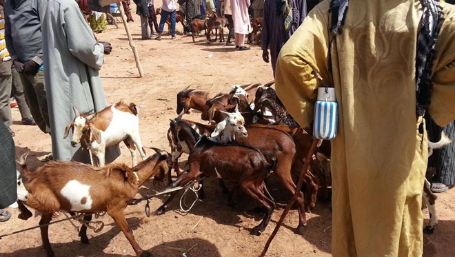 Fièvre de la vallée du Rift :  «Aucun cas n’a été détecté ni sur les animaux, ni sur l’homme au Mali »