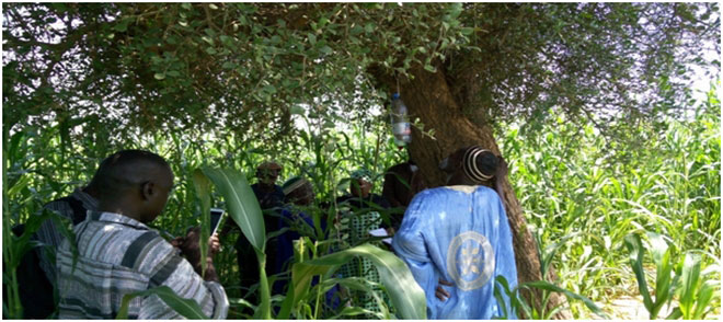 Lutte biologique contre la mineuse de l’épi de mil dans la région de Mopti : ICRISAT et ses partenaires mettent les bouchées doubles