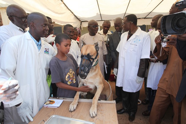 Journée mondiale de lutte contre la rage : Le Mali joue sa partition en vaccinant 10000 chiens du district