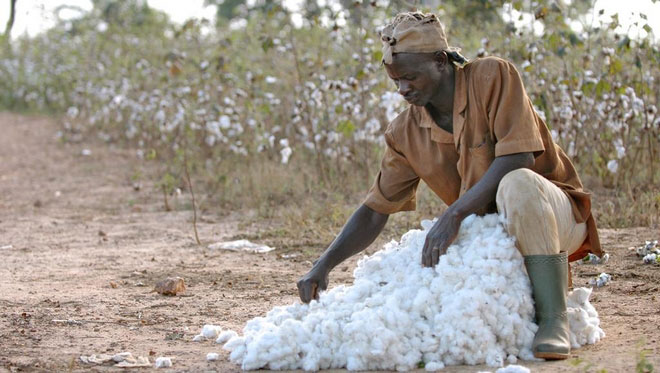 Campagne agricole 2017-2018 : 750 000 tonnes de coton attendues