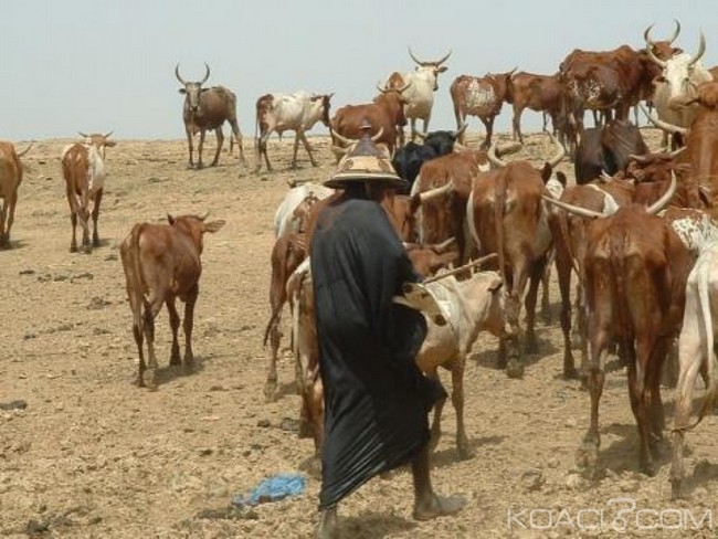 Koro : affrontement entre Peuhls de Diankabou et chasseurs d’Anakila