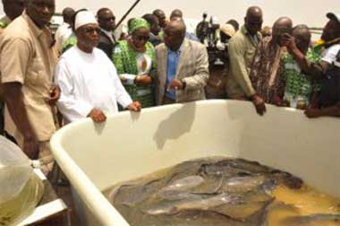 Marché central à Poisson de Bamako: Plus de 7 millions de FCFA d’excédent