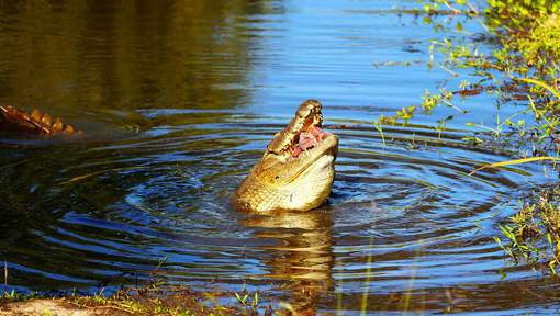 Un pasteur tente de marcher sur l'eau et se fait dévorer par des crocodiles