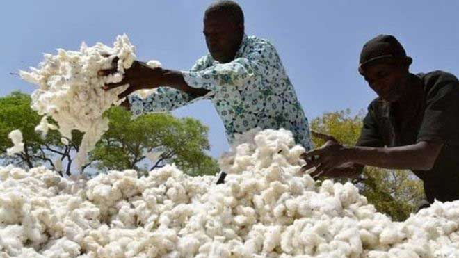 Campagne agricole 2021/2022 :  « Le prix du coton graine est fixé à 280 FCFA le Kg », une première selon Dr Nango Dembélé