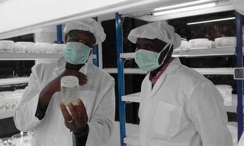 A la découverte de "AgroBioTeh" : le premier laboratoire commercial de biotechnologie végétale en Afrique de l'Ouest voit le jour à Bamako au Mali.....