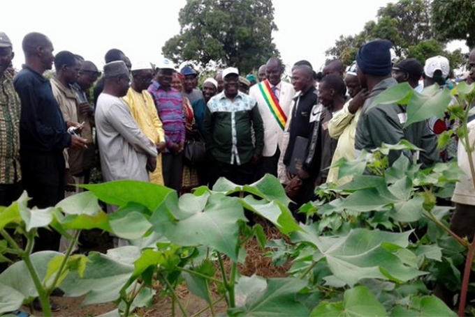 Visite du ministre Dembélé en zones OHVN : L’aspect végétatif satisfaisant des cultures