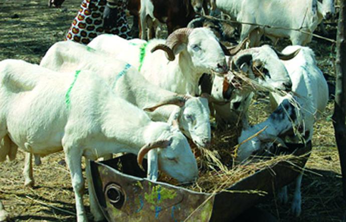 Point de mire : La tabaski et...la queue du diable