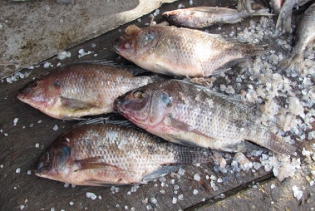 Agence de Gestion du Marché Central  à poisson de Bamako : Le combat de Mme Diawara Aissata Lady Touré pour la modernité