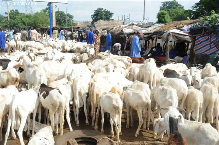 #Mali : Moutons de Tabaski : Timide affluence sur les marchés