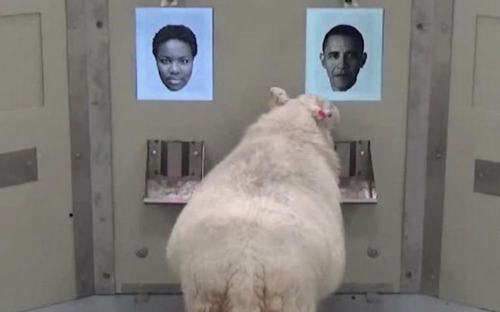 Pas si bêtes, les moutons : ils sont capables de reconnaître Obama sur une photo