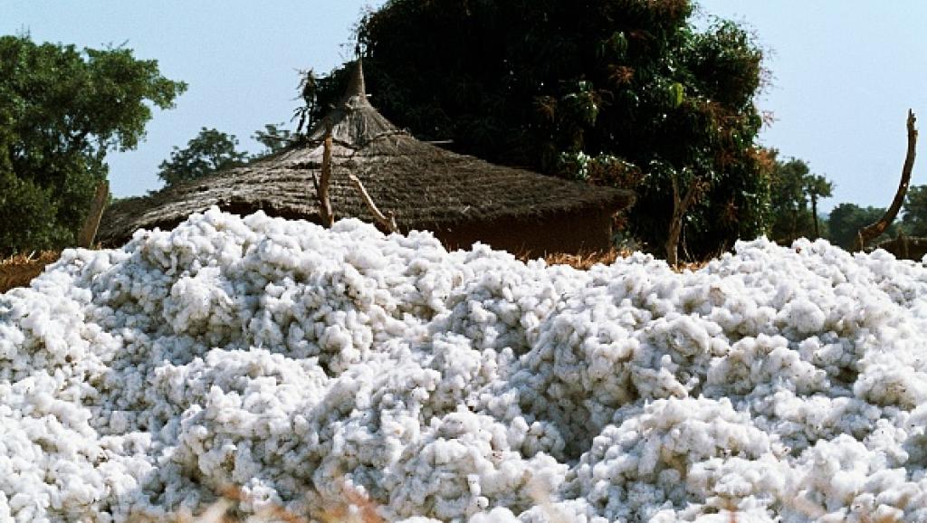 Diminution du prix du coton : les agriculteurs doivent parler le même langage