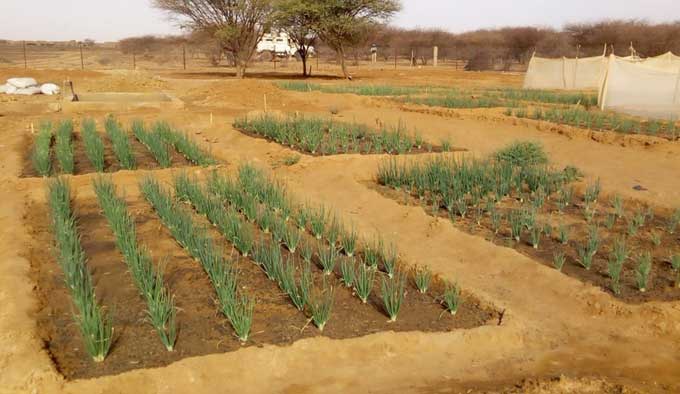 Marchés de Bamako :  Augmentation vertigineuse du prix de l’oignon