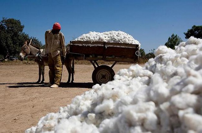 280 FCFA le prix du kilogramme du coton grain au producteur :  Le beau cadeau de Bah N'DAW aux producteurs Maliens