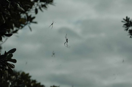 Chose incroyable, mais vraie :  Des araignées semblent tomber du ciel au Brésil