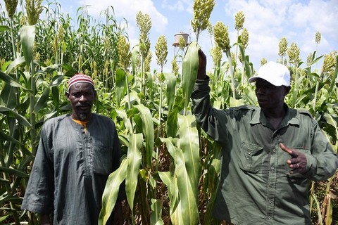 Lutte contre l’insécurité alimentaire au Mali: le TAAT lance les activités d’un Compact Sorgho et Mil