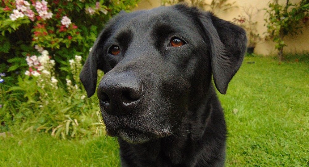 Ce chien se voit offrir un chiot… La vidéo de sa réaction devient virale