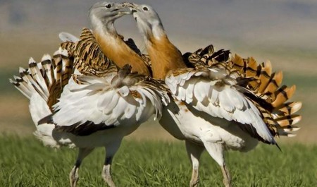 Faune sauvage : 08 espèces d’oiseaux sont menacées de disparition