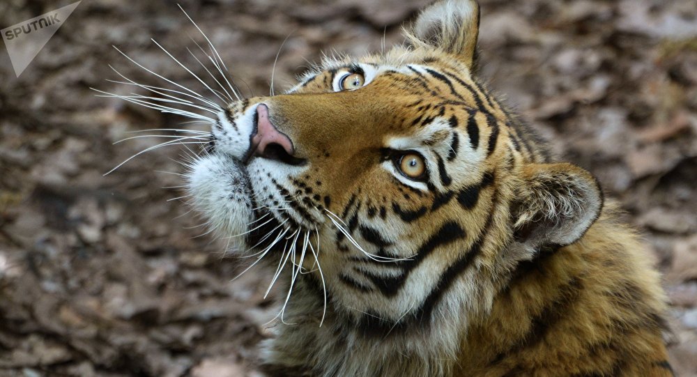 Pourquoi le pelage des tigres est-il orange? Les scientifiques percent le mystère (image)