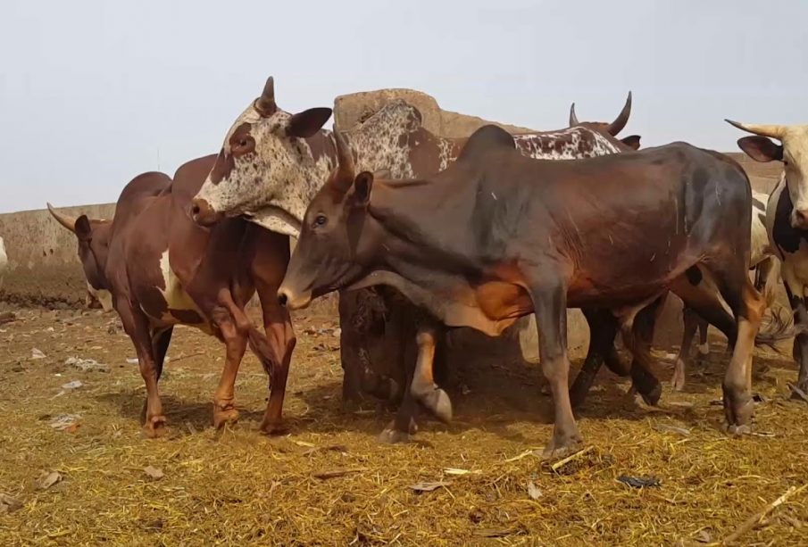 Faits divers : Un réseau de voleurs de bœufs démantelé