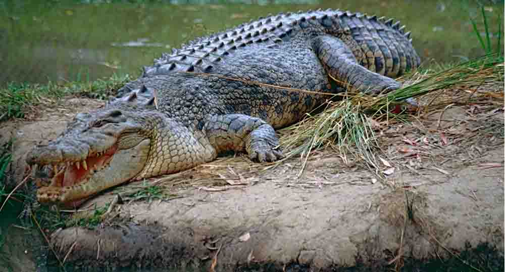 Les restes d’un garçon de six ans découverts dans l’estomac d’un crocodile par la police