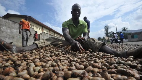 La noix de cajou ouest-africaine en mal de financements bancaires