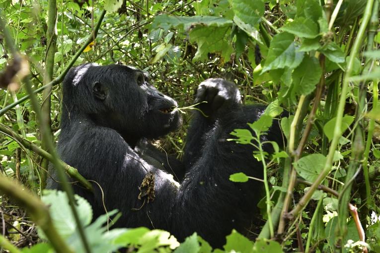 Pandémie. Rafiki, un des gorilles les plus célèbres d’Ouganda, tué par des braconniers