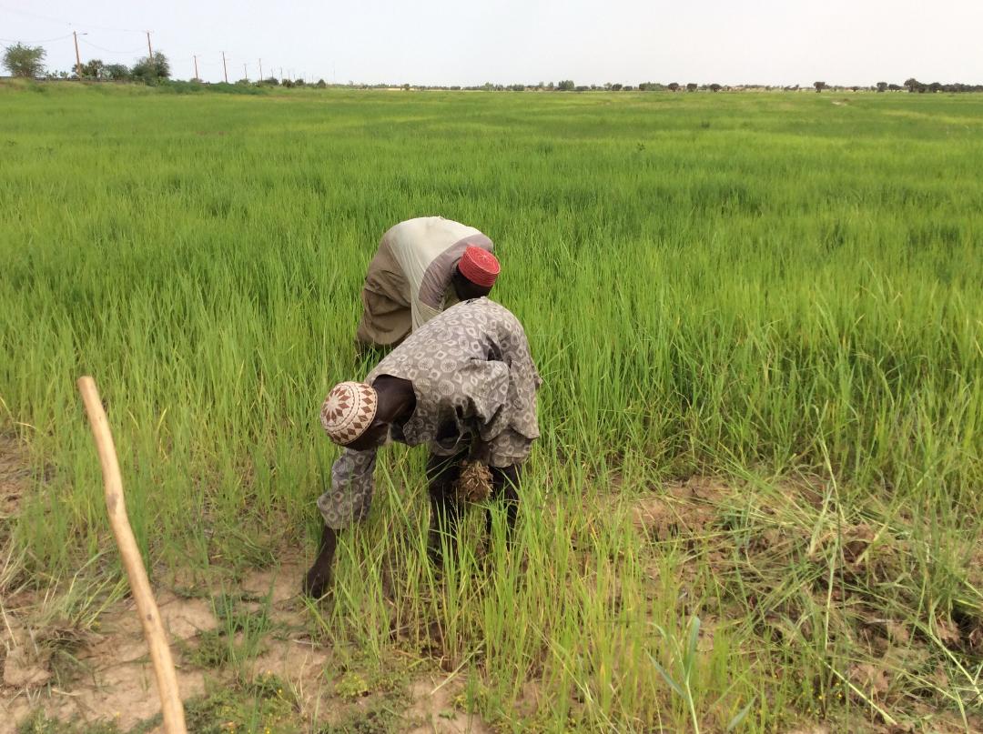 Économie malienne :  Les offres du secteur agricole