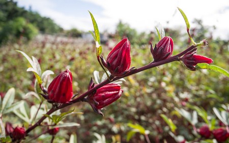 Hibiscus : Des vertus insoupçonnées