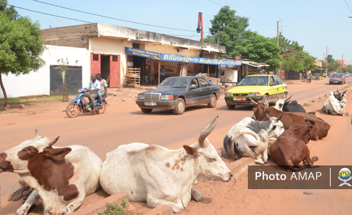 Divagation des animaux à Bamako : À qui la faute ?