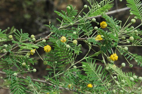 Restauration des terres au Sahel : La plantation de l’acacia, une alternative ?