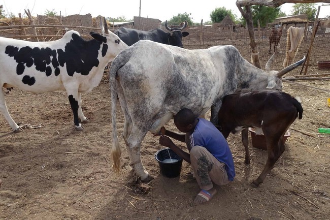 Elevage au Mali :  Du plomb dans les ailes de la filière lait