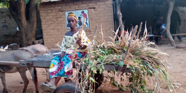 Mauvaise pluviométrie à Konodimini et Sidabougou : Les populations sous la menace d’une grave famine