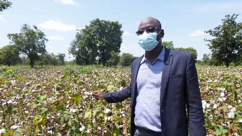 Culture biologique : au Mali, des chercheurs développent des herbes pour fertiliser les sols