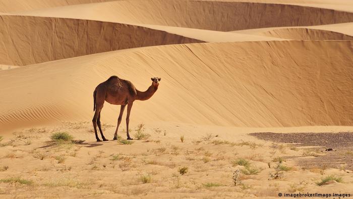 Pression sur la Mauritanie pour se positionner sur le Mali